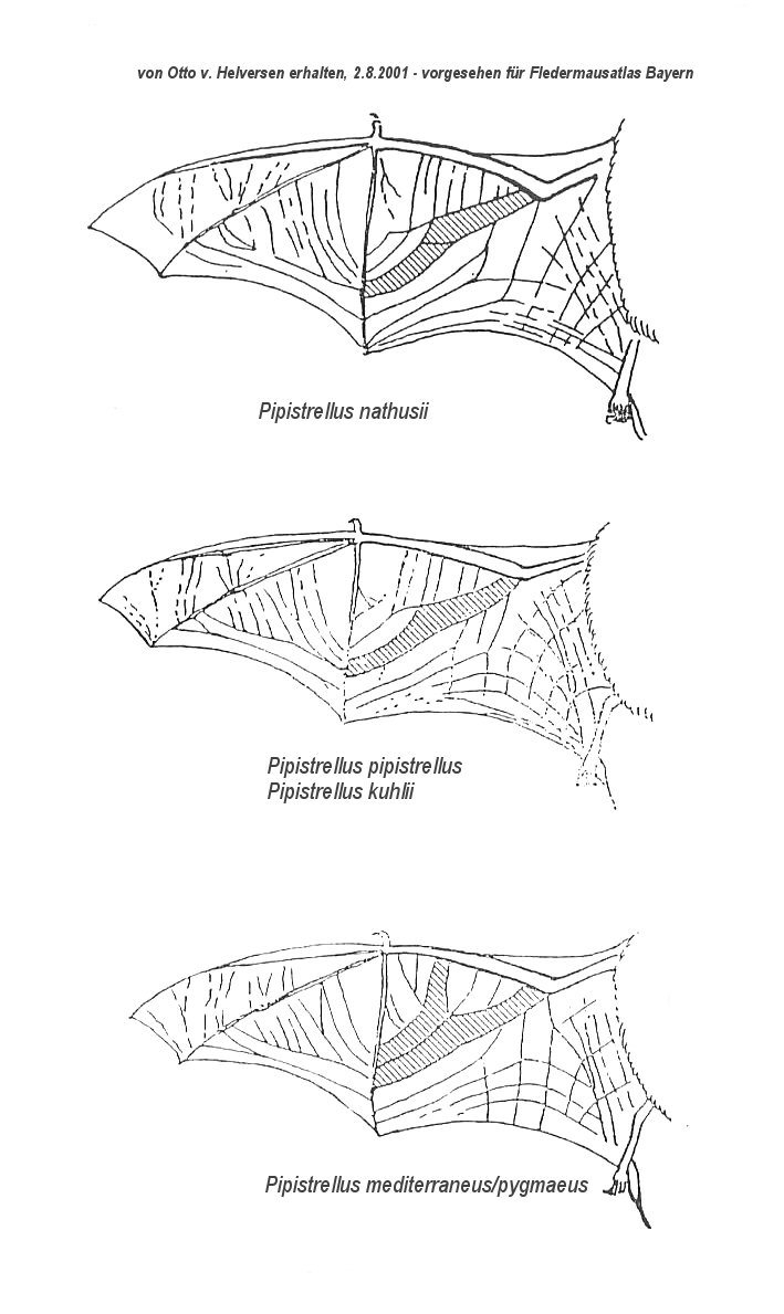 Nathusius' pipistrelle - Morphology